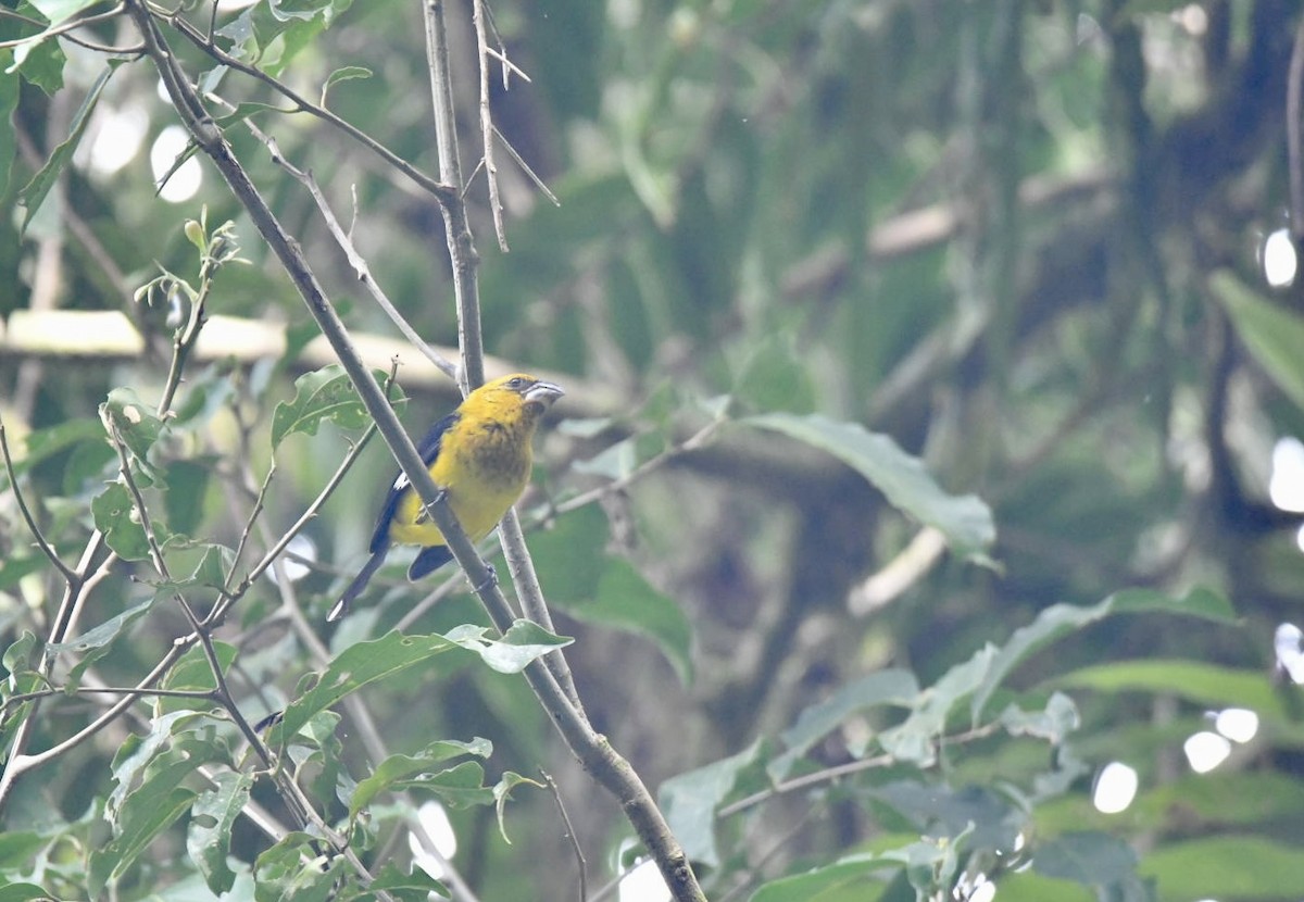 Black-thighed Grosbeak - ML638577975