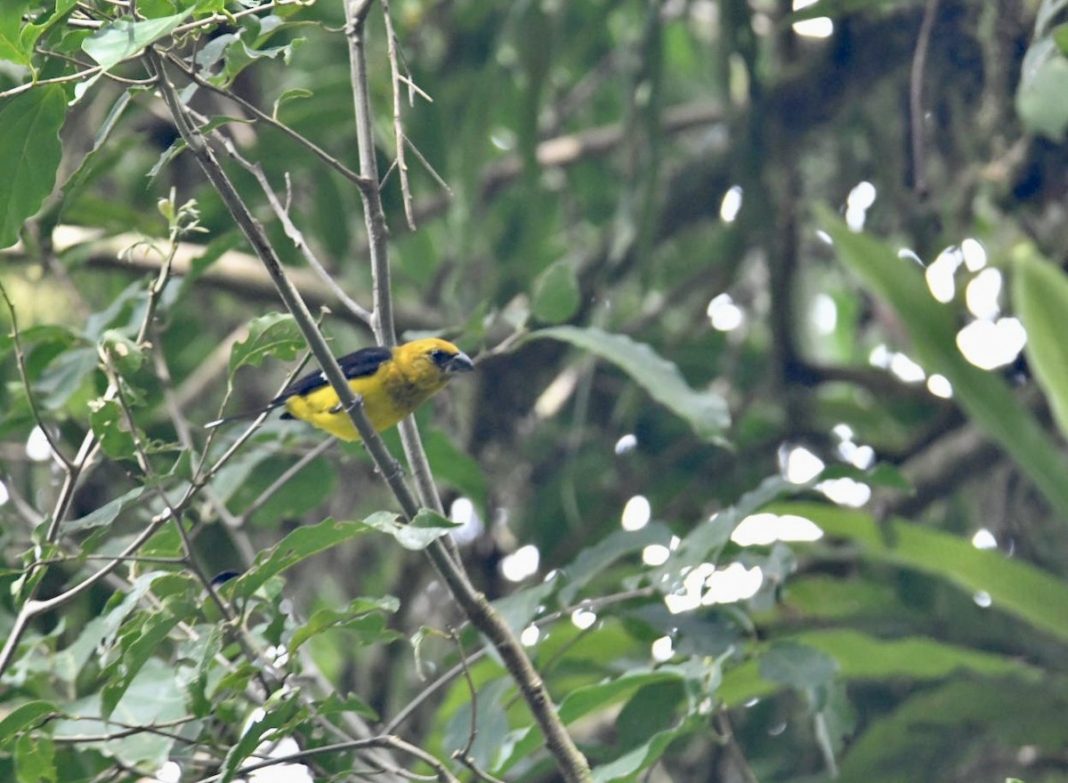 Black-thighed Grosbeak - ML638577976