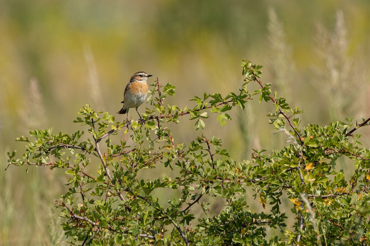 Whinchat - ML638577977