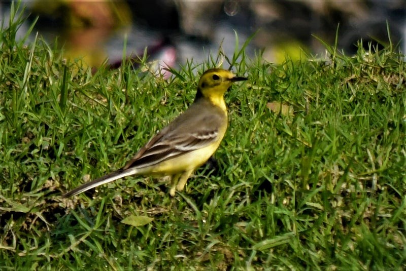 Citrine Wagtail - ML638577980