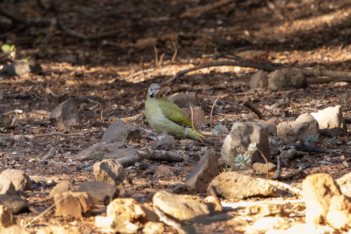 Levaillant's Woodpecker - ML638577981