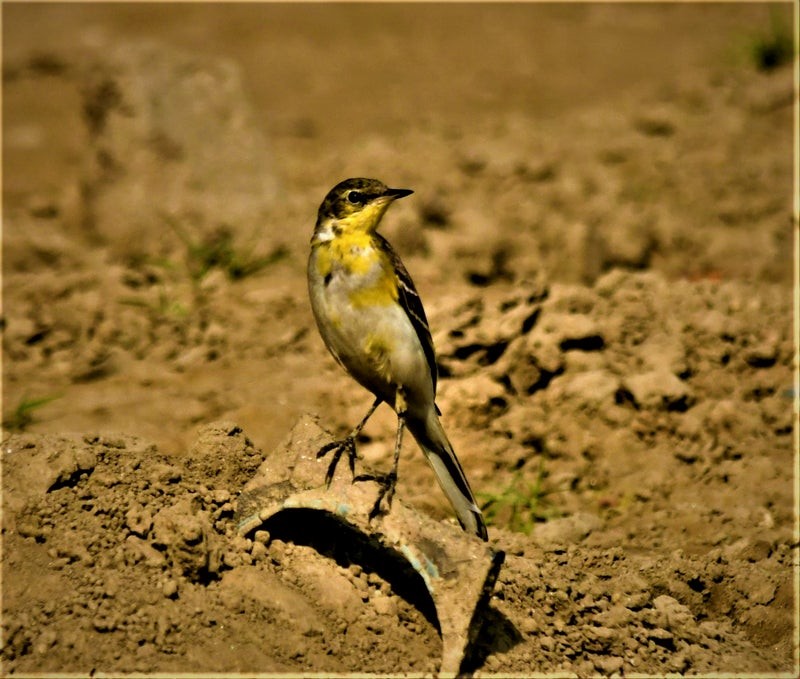 Western Yellow Wagtail - ML638577984