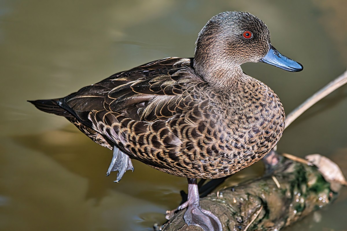 Chestnut Teal - ML638577986