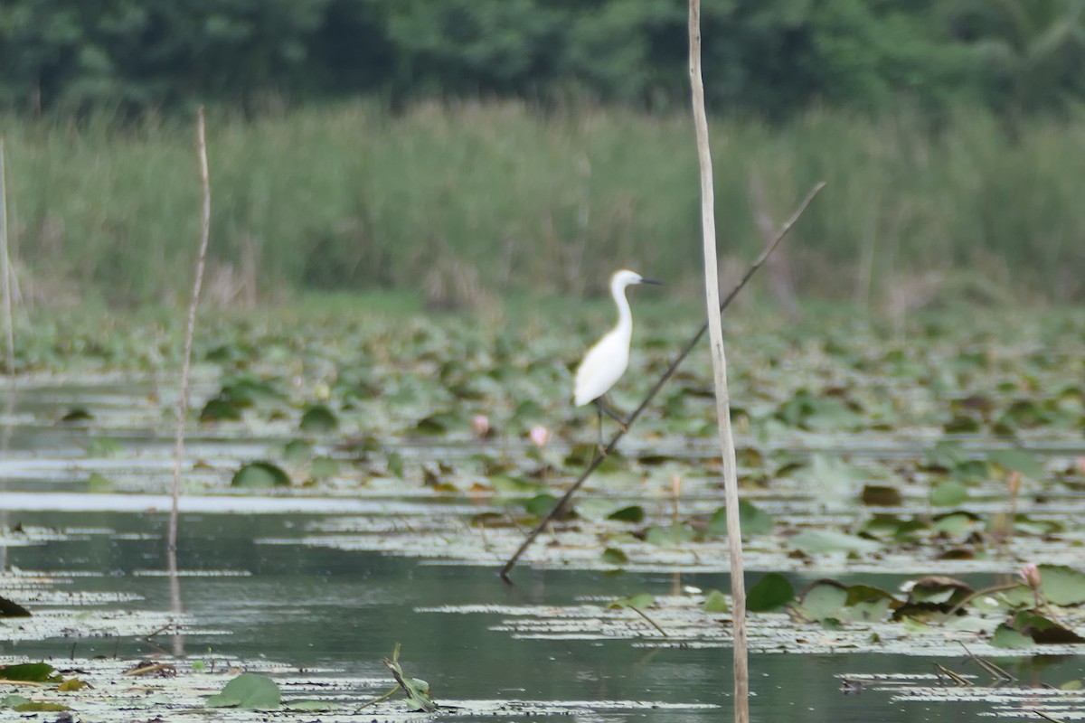 Little Egret - ML638577987