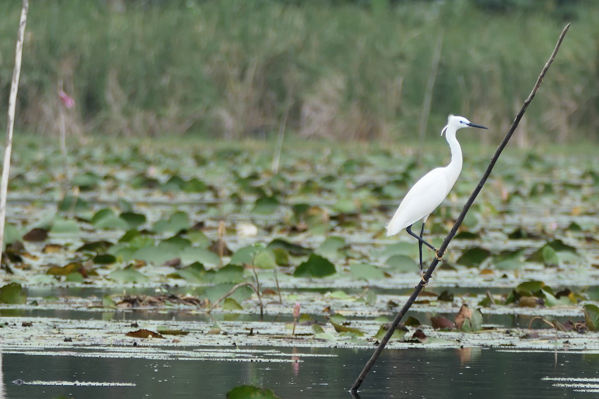 Little Egret - ML638577988