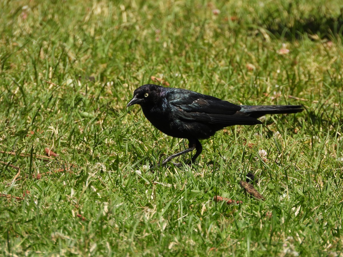 Brewer's Blackbird - ML638577990