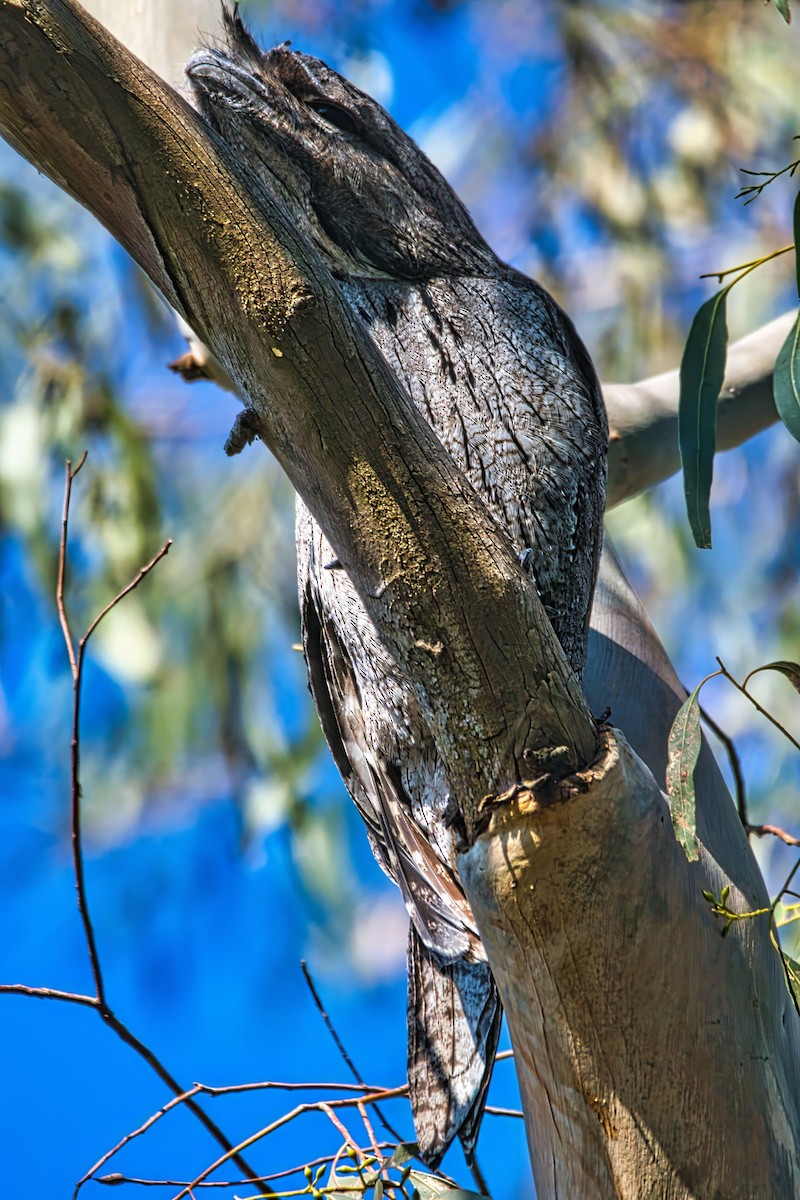 Tawny Frogmouth - ML638577992