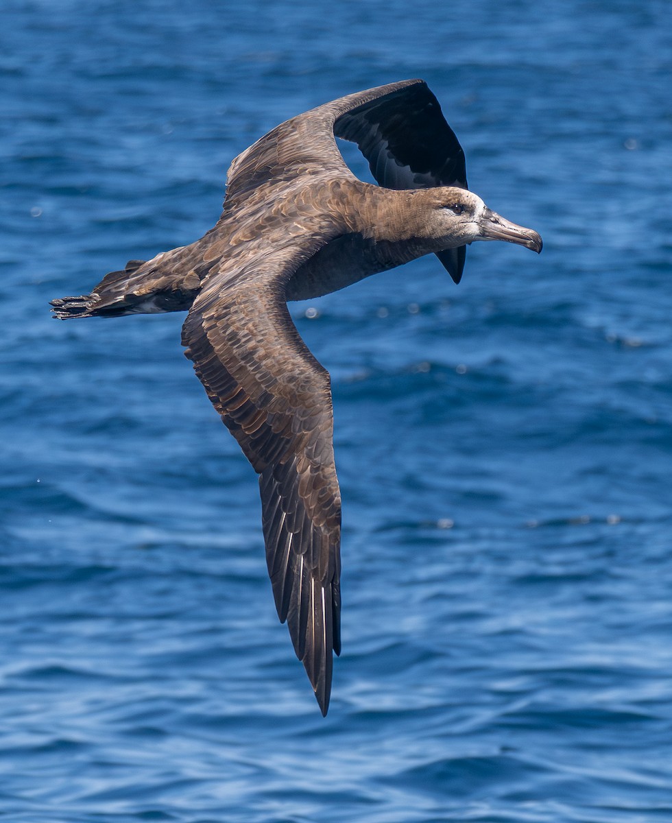 Black-footed Albatross - ML638577993