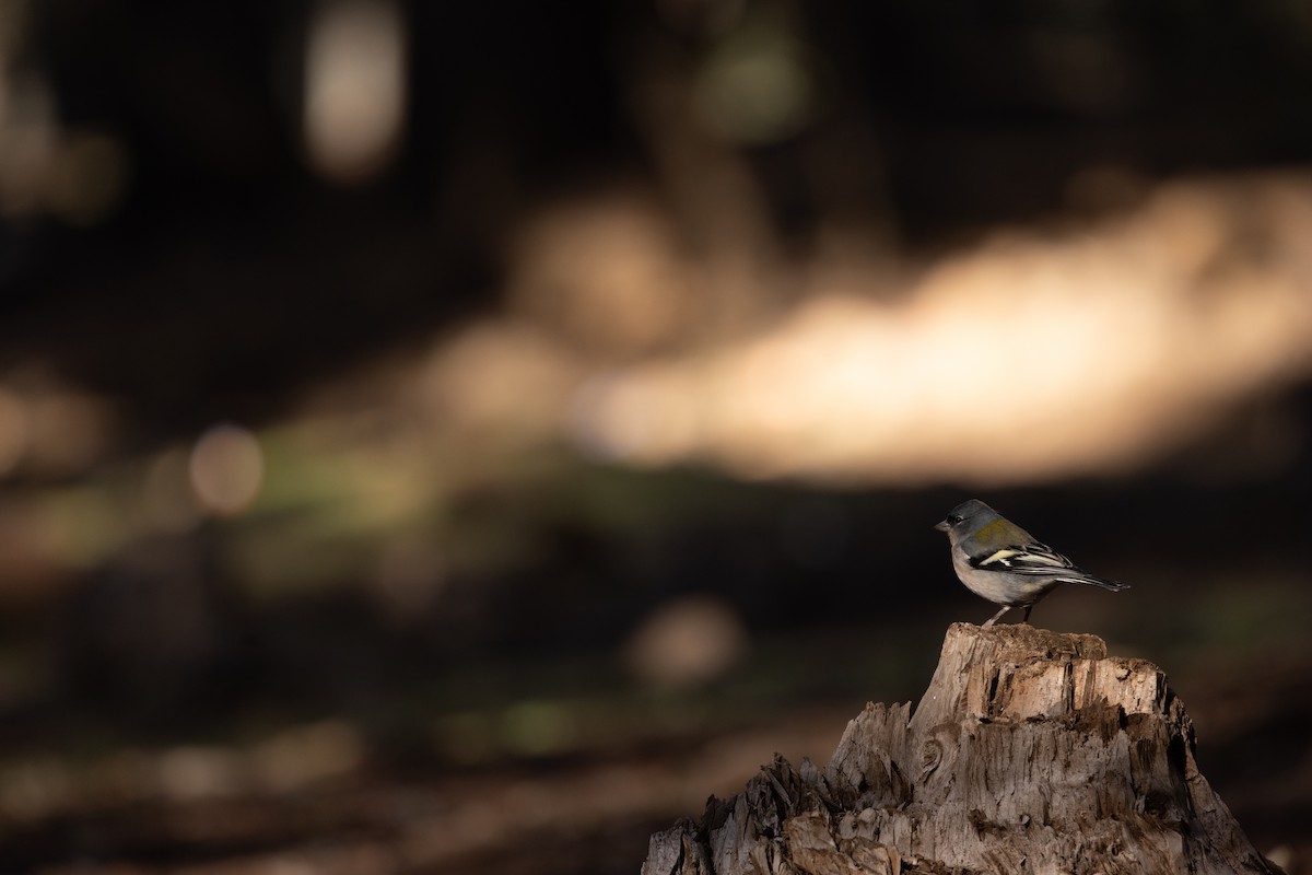African Chaffinch (African) - ML638577994