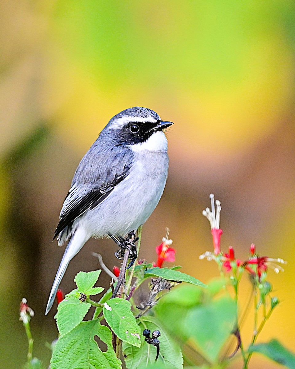 Gray Bushchat - ML638577995