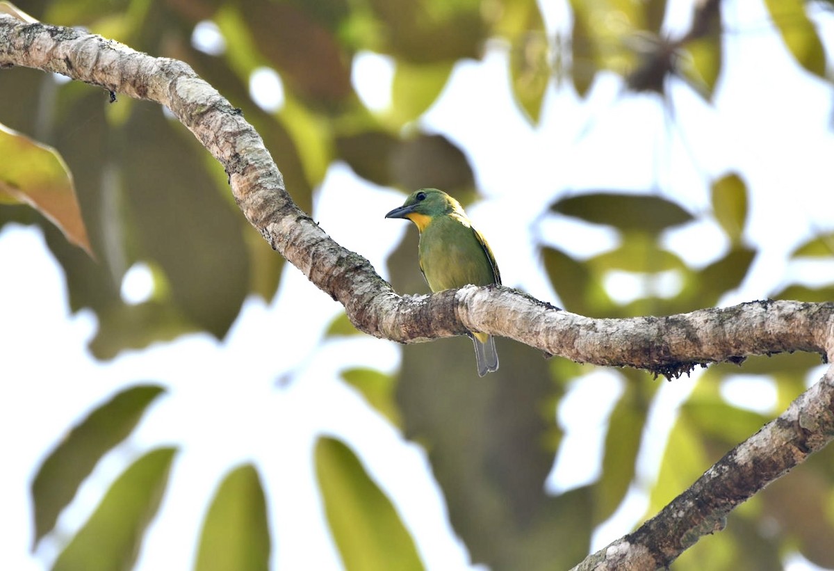 Green Shrike-Vireo - ML638578037