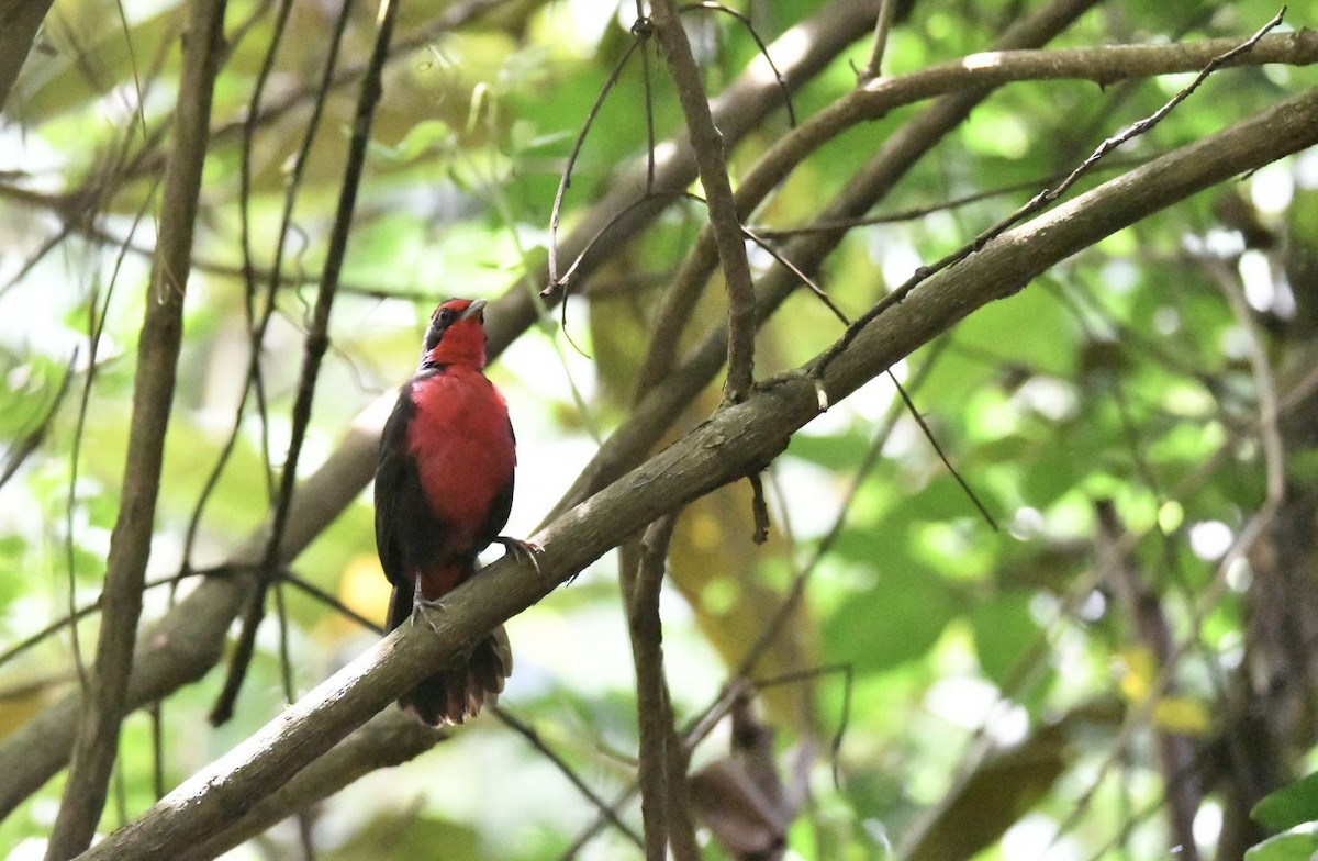 Rosy Thrush-Tanager - ML638578041