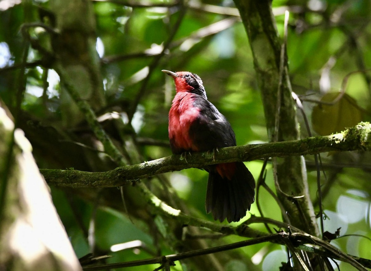 Rosy Thrush-Tanager - ML638578042
