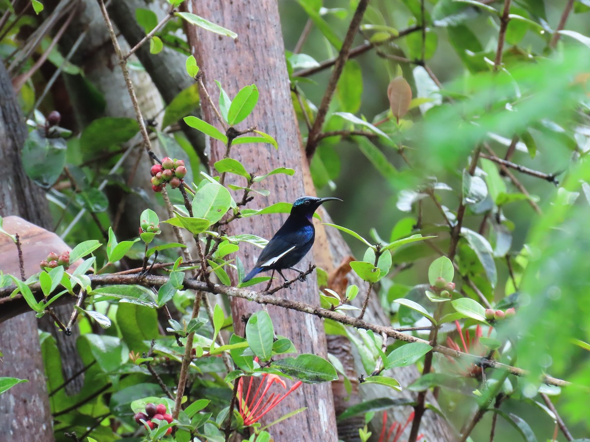Black Sunbird - ML638578079