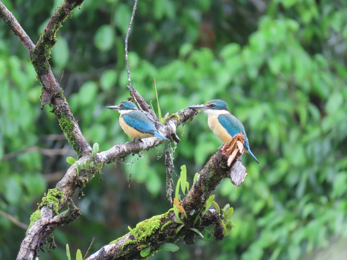 Sacred Kingfisher (Australasian) - ML638578097
