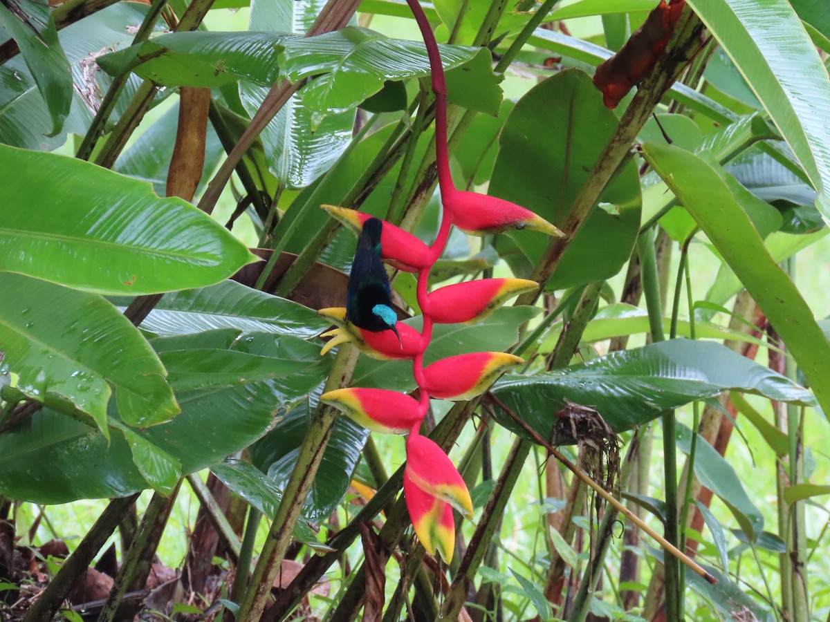 Black Sunbird - ML638578134