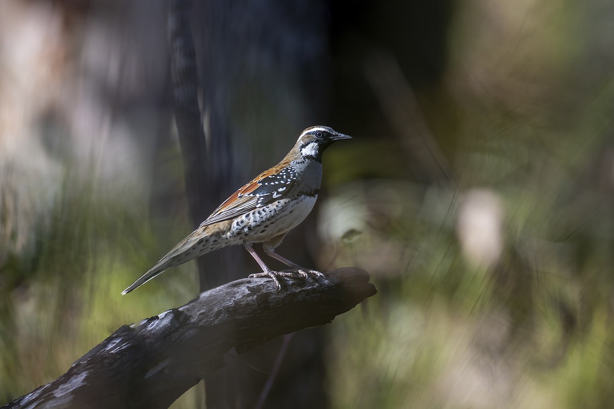 Spotted Quail-thrush - ML638578137