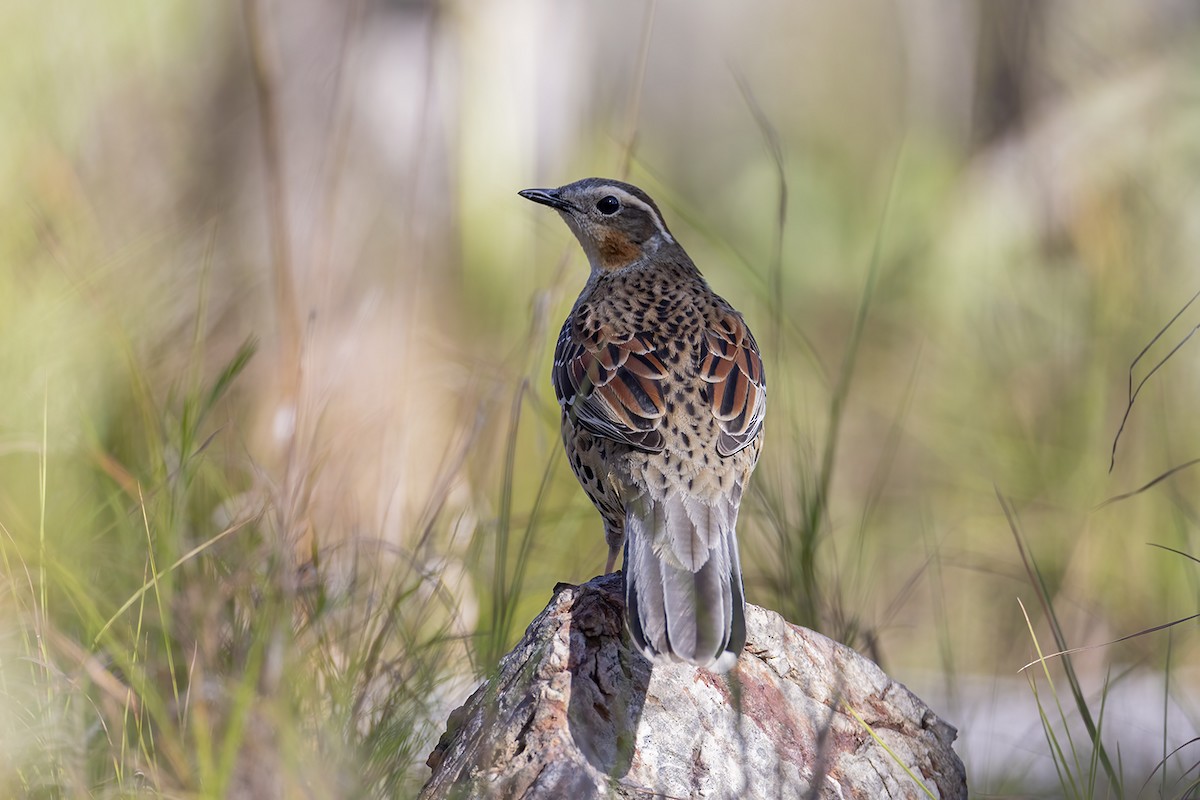 Spotted Quail-thrush - ML638578139