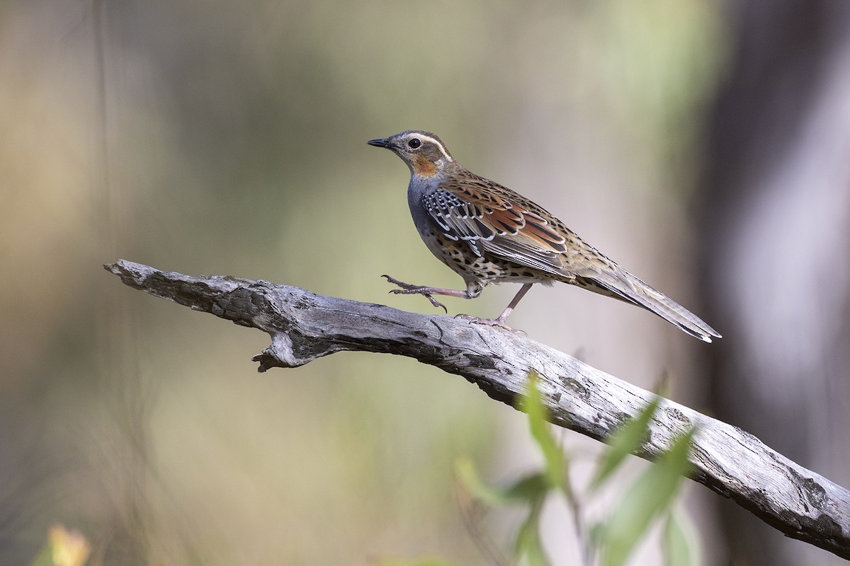 Spotted Quail-thrush - ML638578140