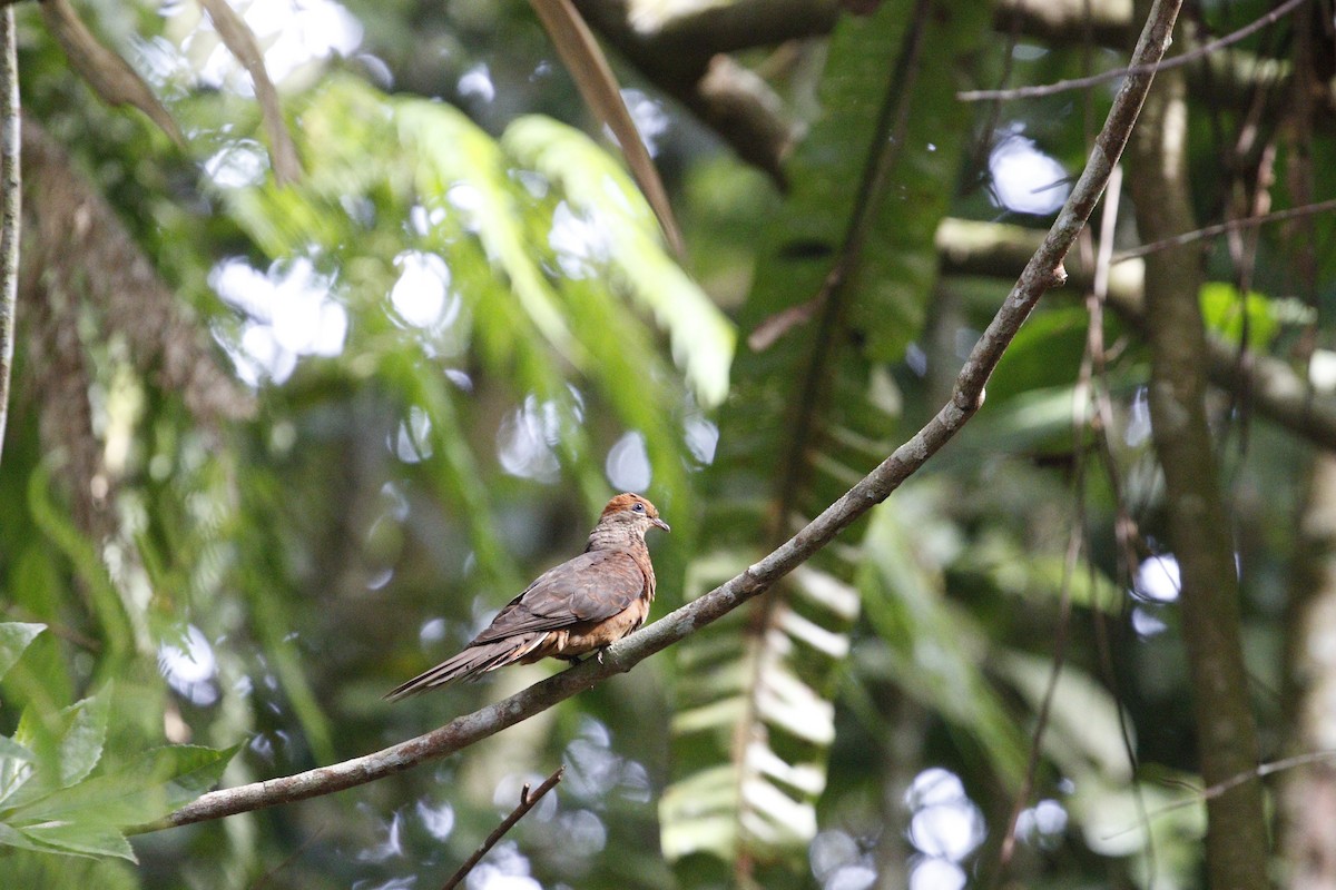 Little Cuckoo-Dove - ML638578172
