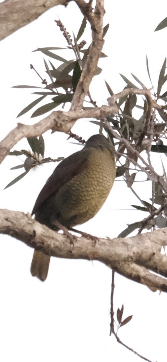 Satin Bowerbird - ML638578184