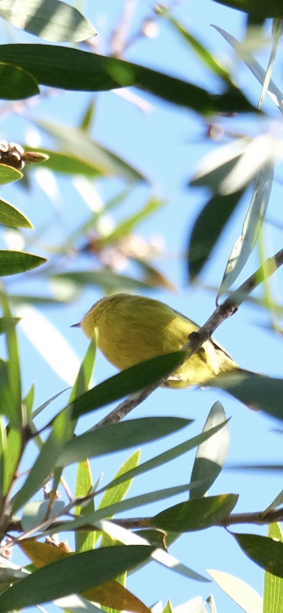 Yellow Thornbill - ML638578188