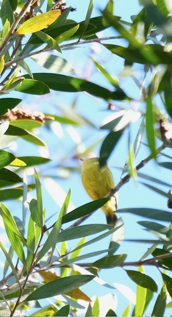 Yellow Thornbill - ML638578189