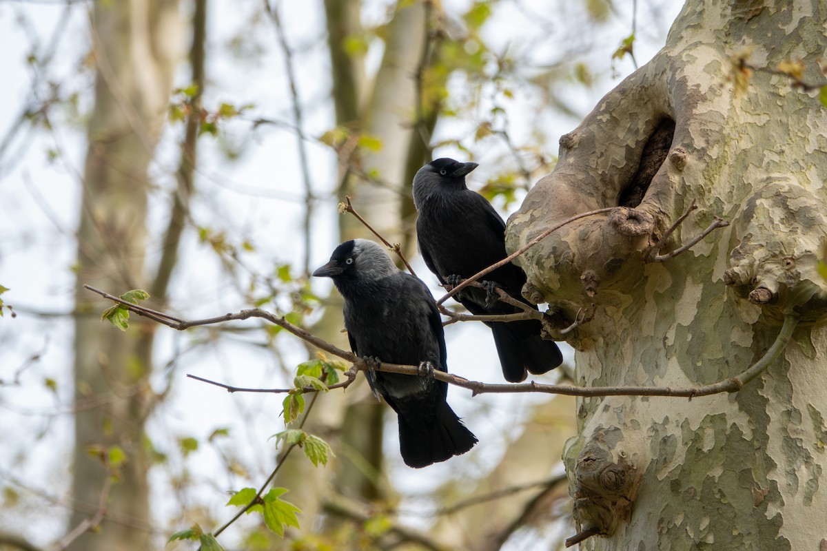 Eurasian Jackdaw - ML638578195