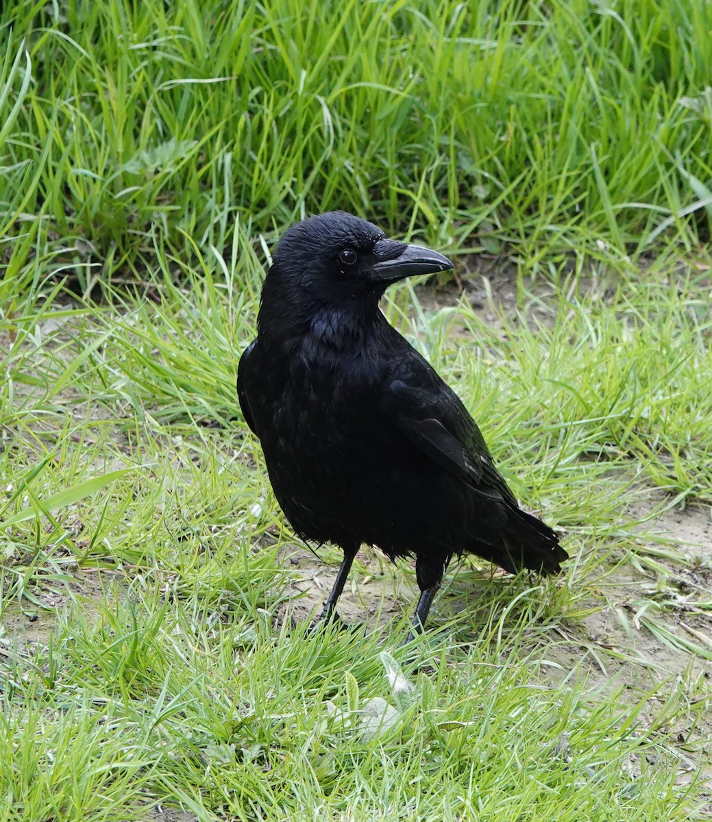 Carrion Crow - ML638578196