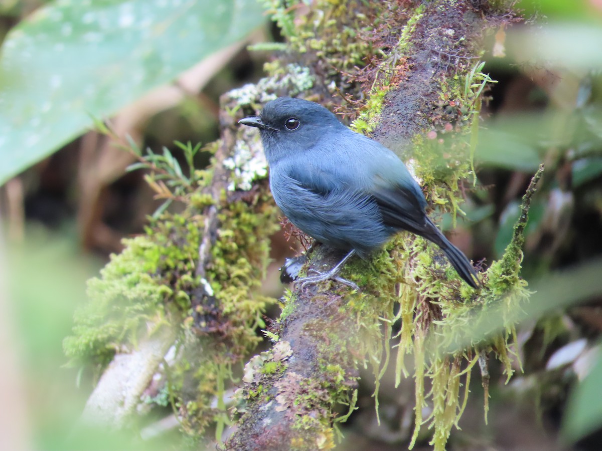 Blue-gray Robin - ML638578198