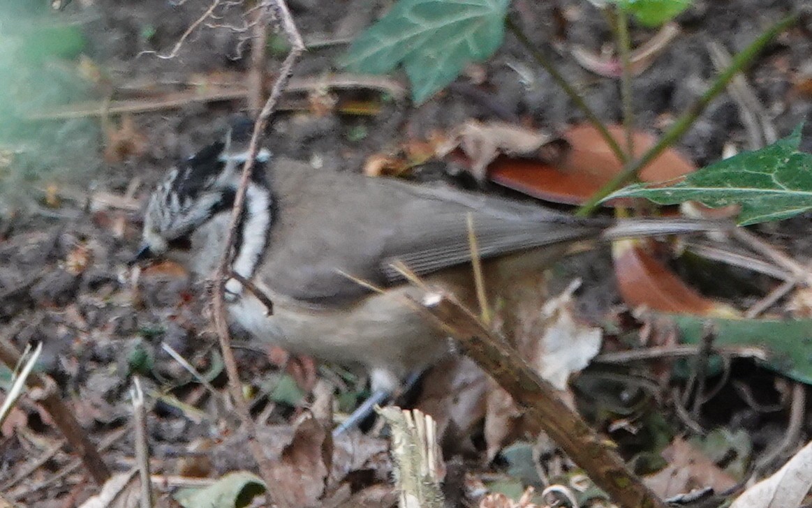 Crested Tit - ML638578201