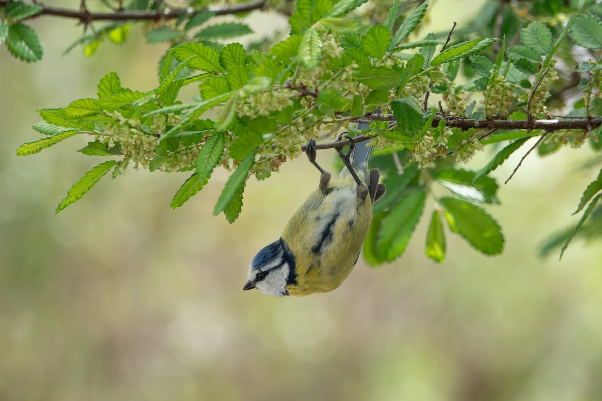 Eurasian Blue Tit - ML638578202