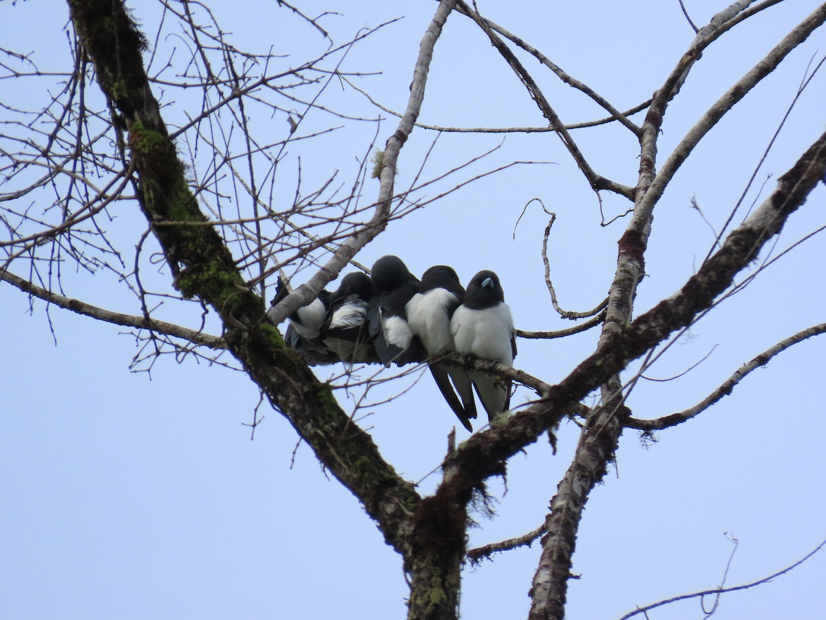 Great Woodswallow - ML638578204