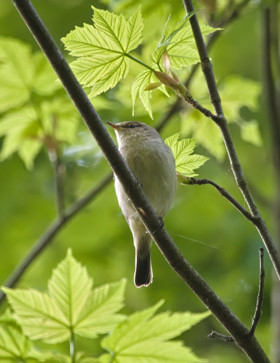 Common Chiffchaff - ML638578206