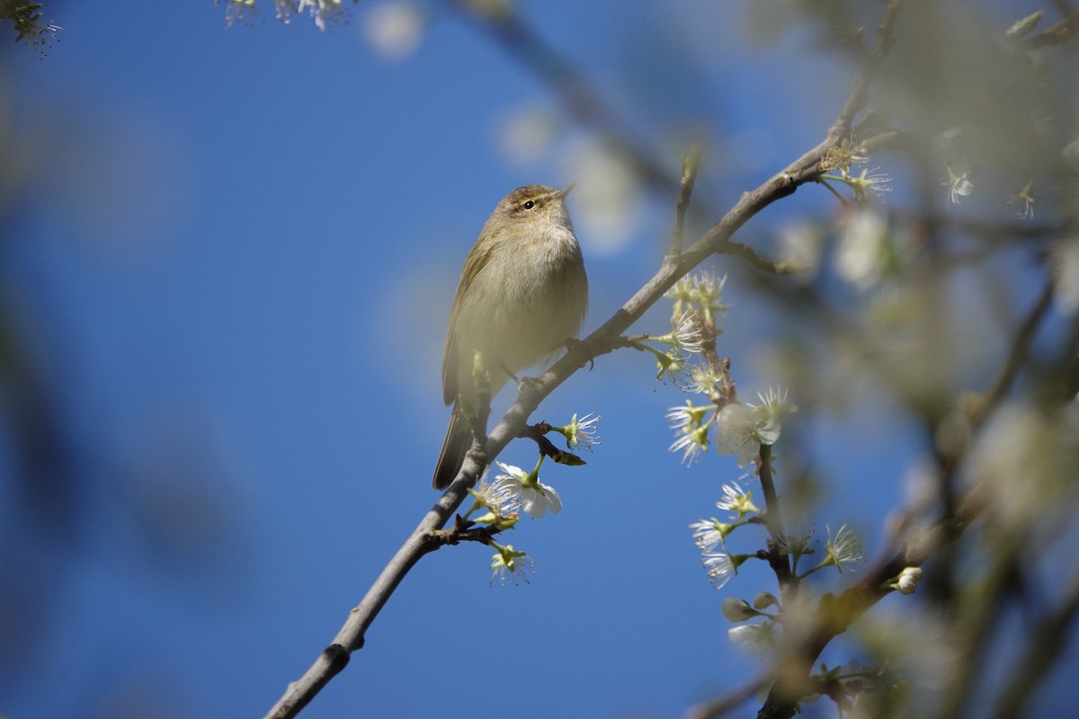 Common Chiffchaff - ML638578207