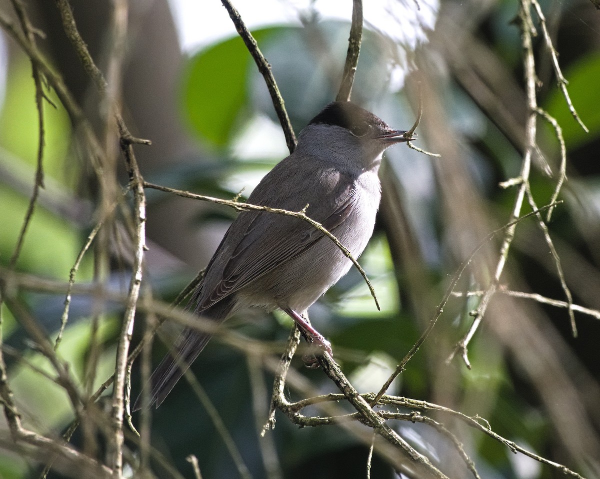 Eurasian Blackcap - ML638578210