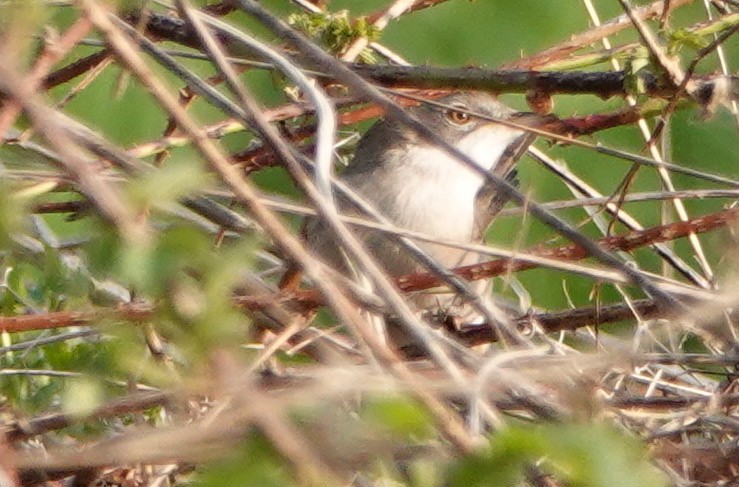 Lesser Whitethroat - ML638578214