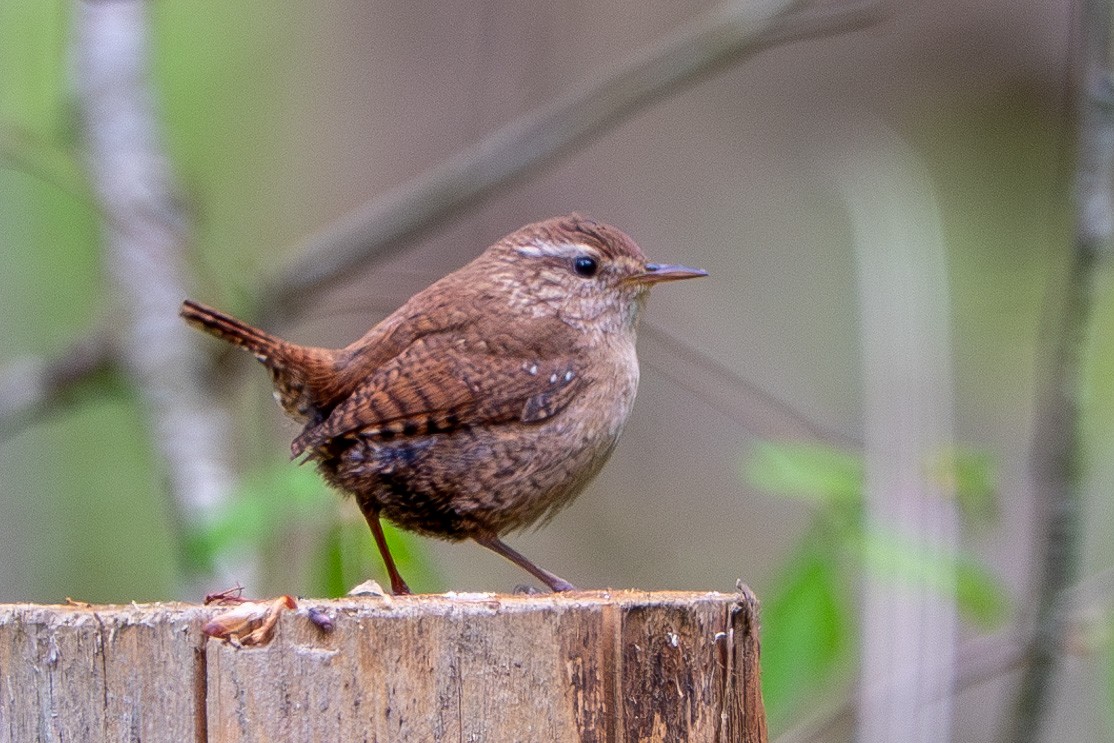 Eurasian Wren - ML638578219