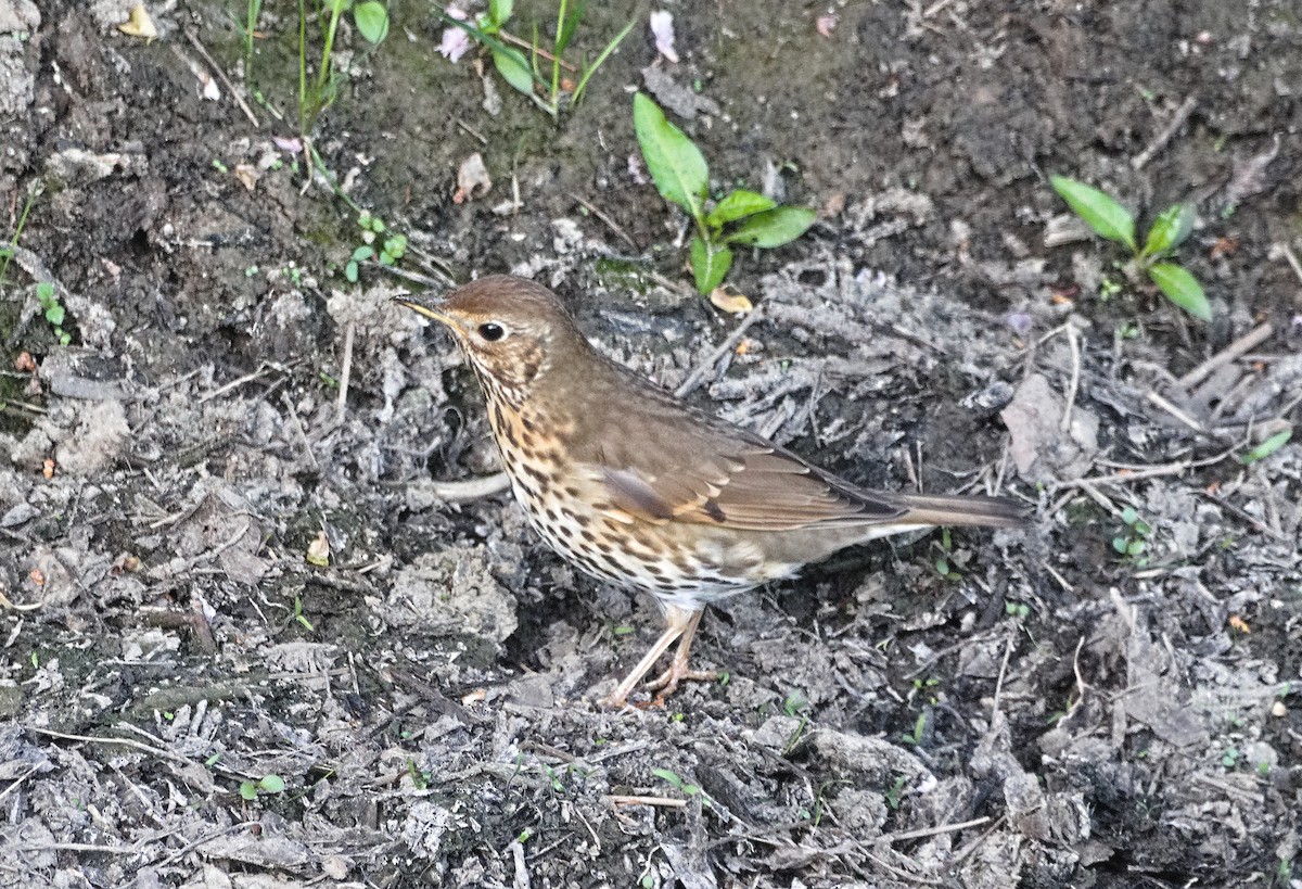 Song Thrush - ML638578227