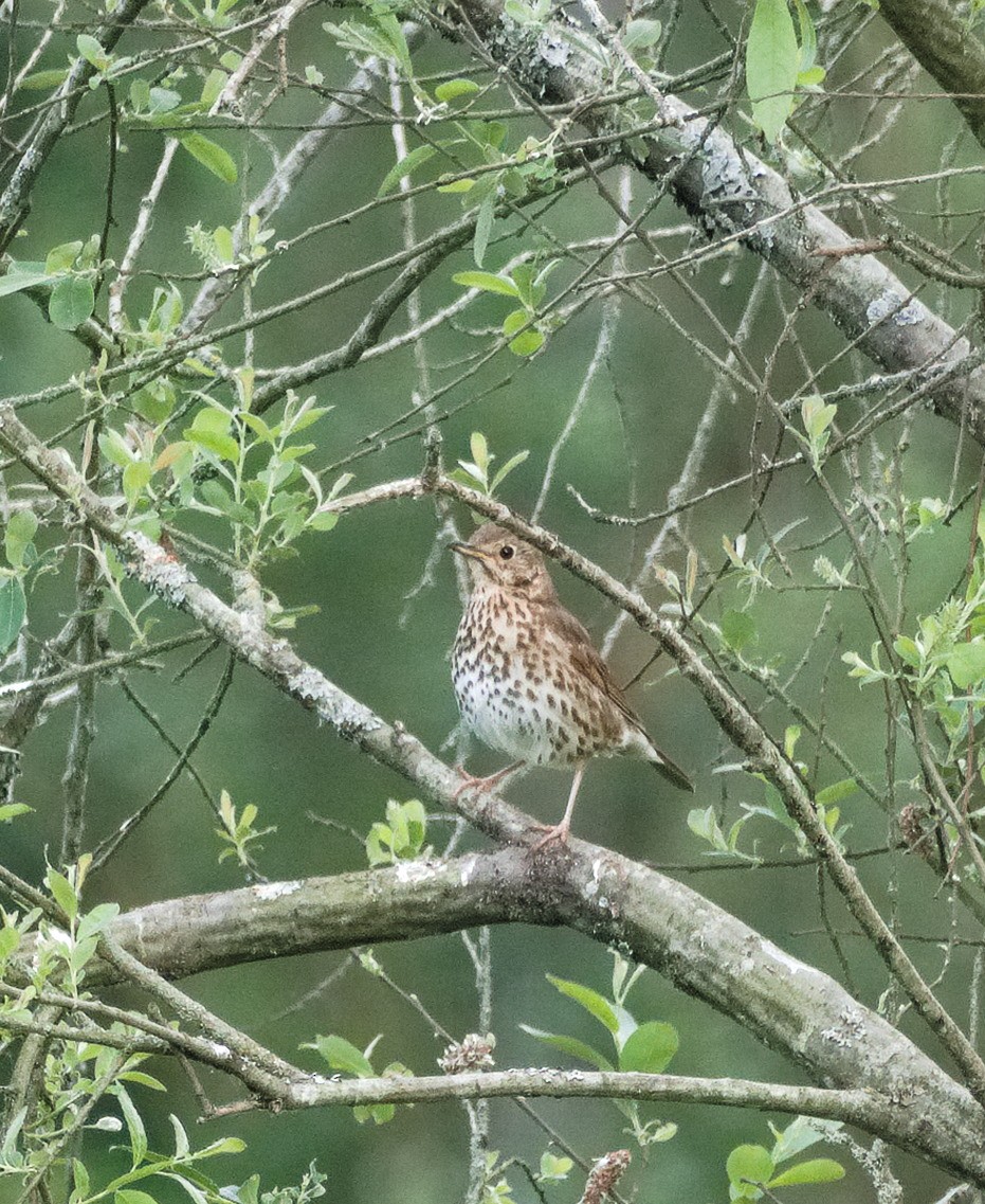 Song Thrush - ML638578228