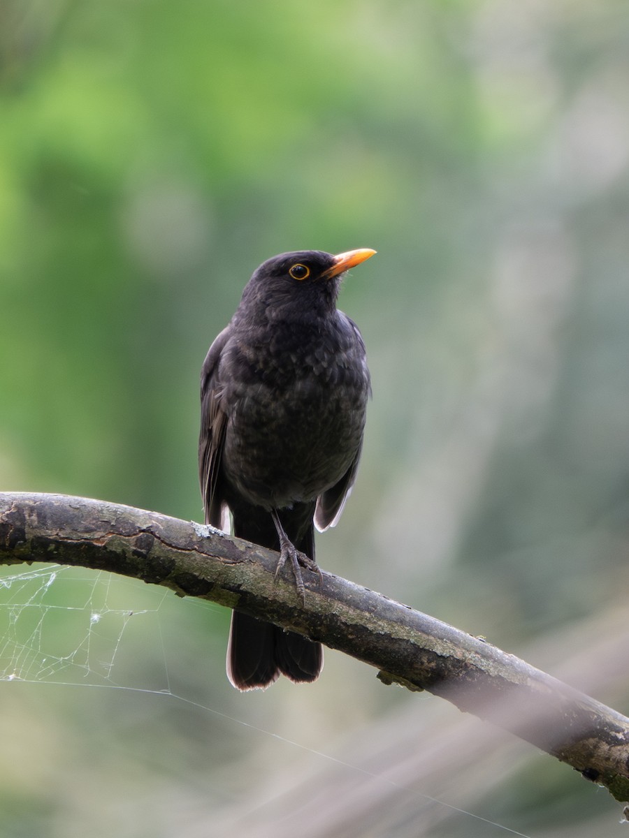 Eurasian Blackbird - ML638578234