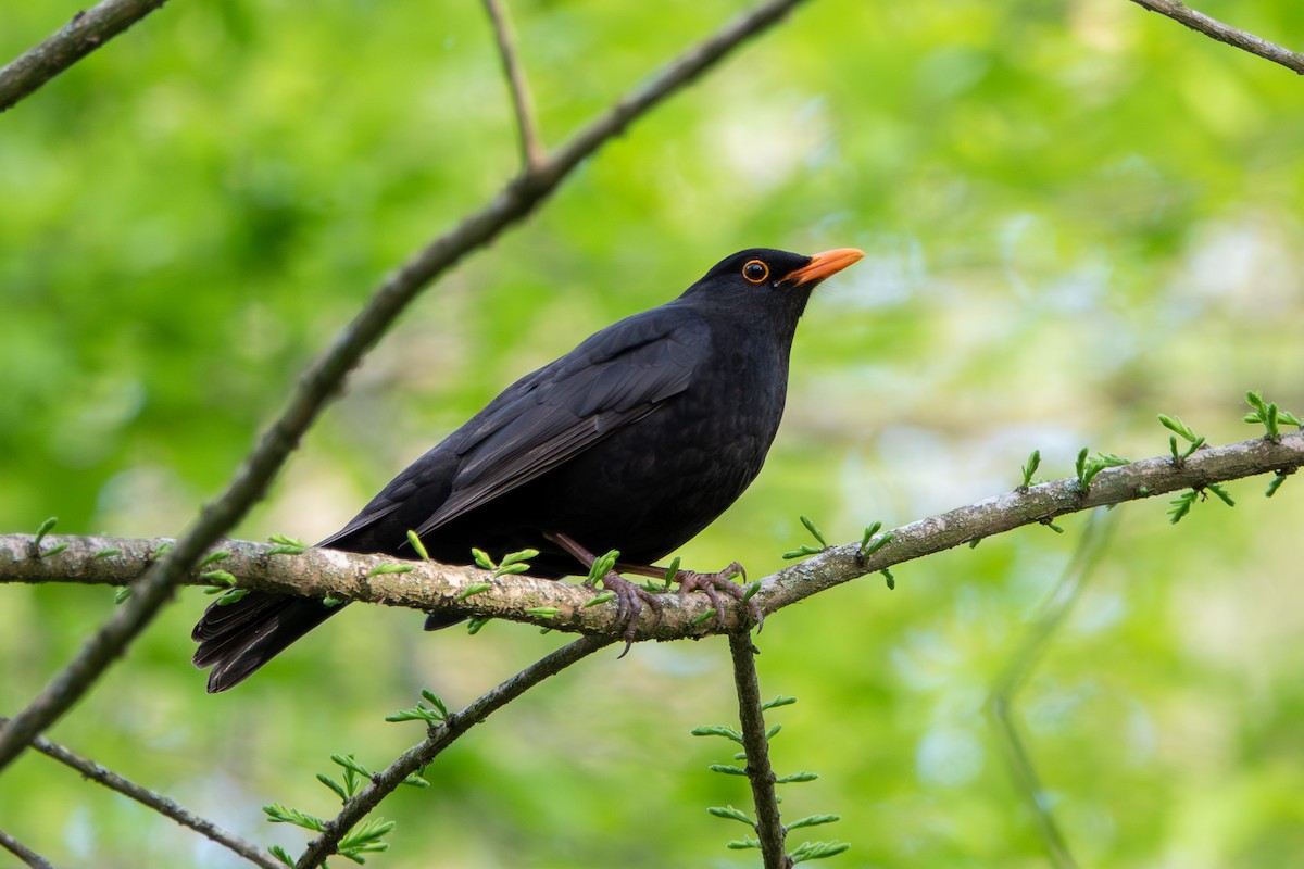 Eurasian Blackbird - ML638578235