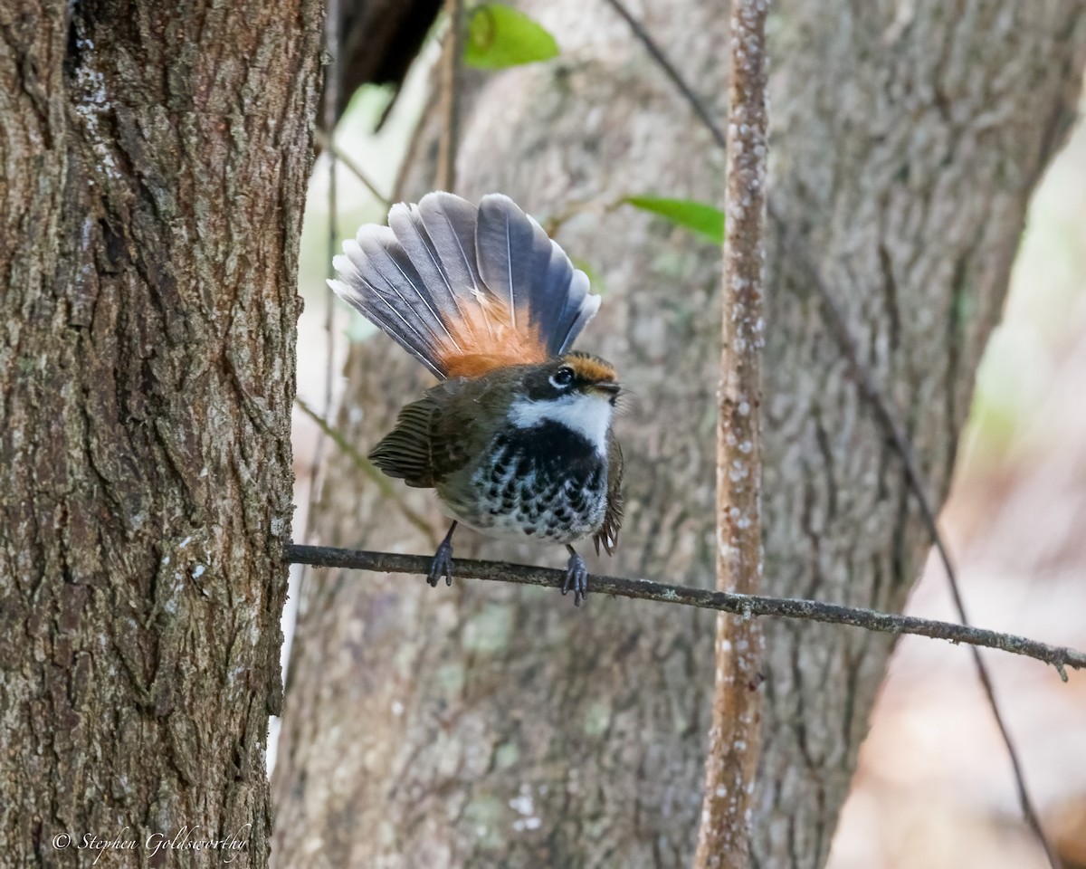 Australian Rufous Fantail - ML638578243