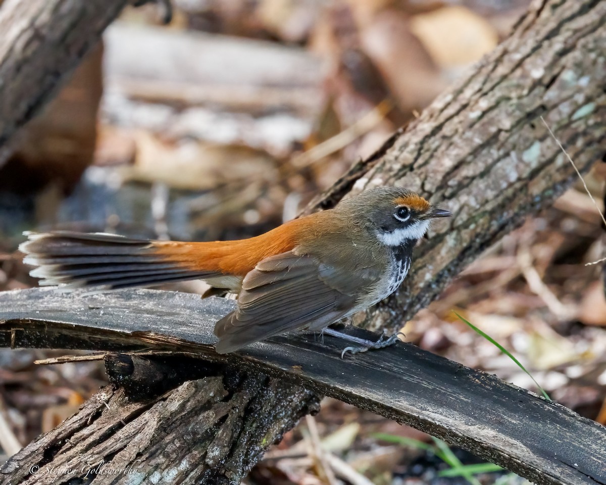 Australian Rufous Fantail - ML638578245