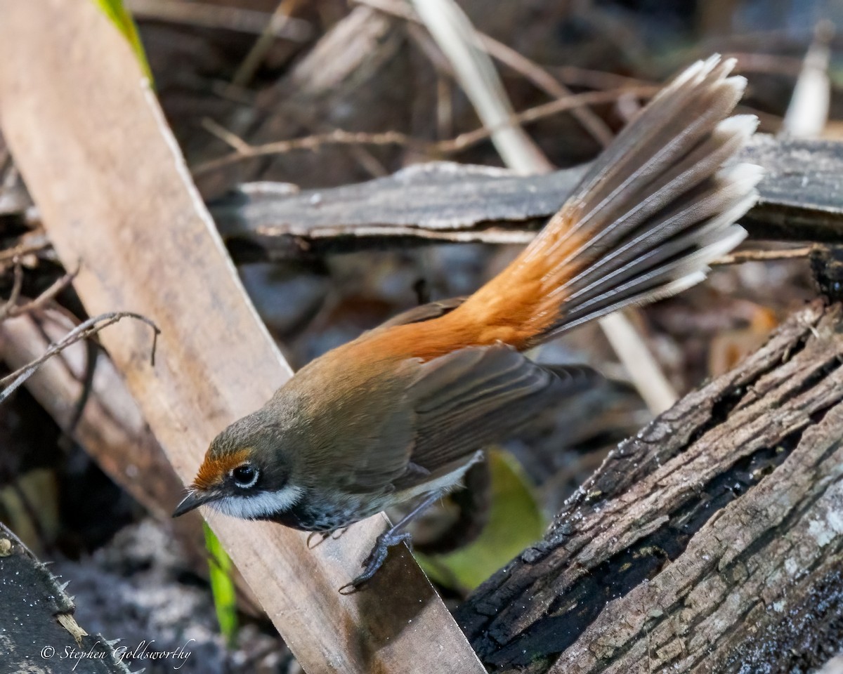 Australian Rufous Fantail - ML638578246