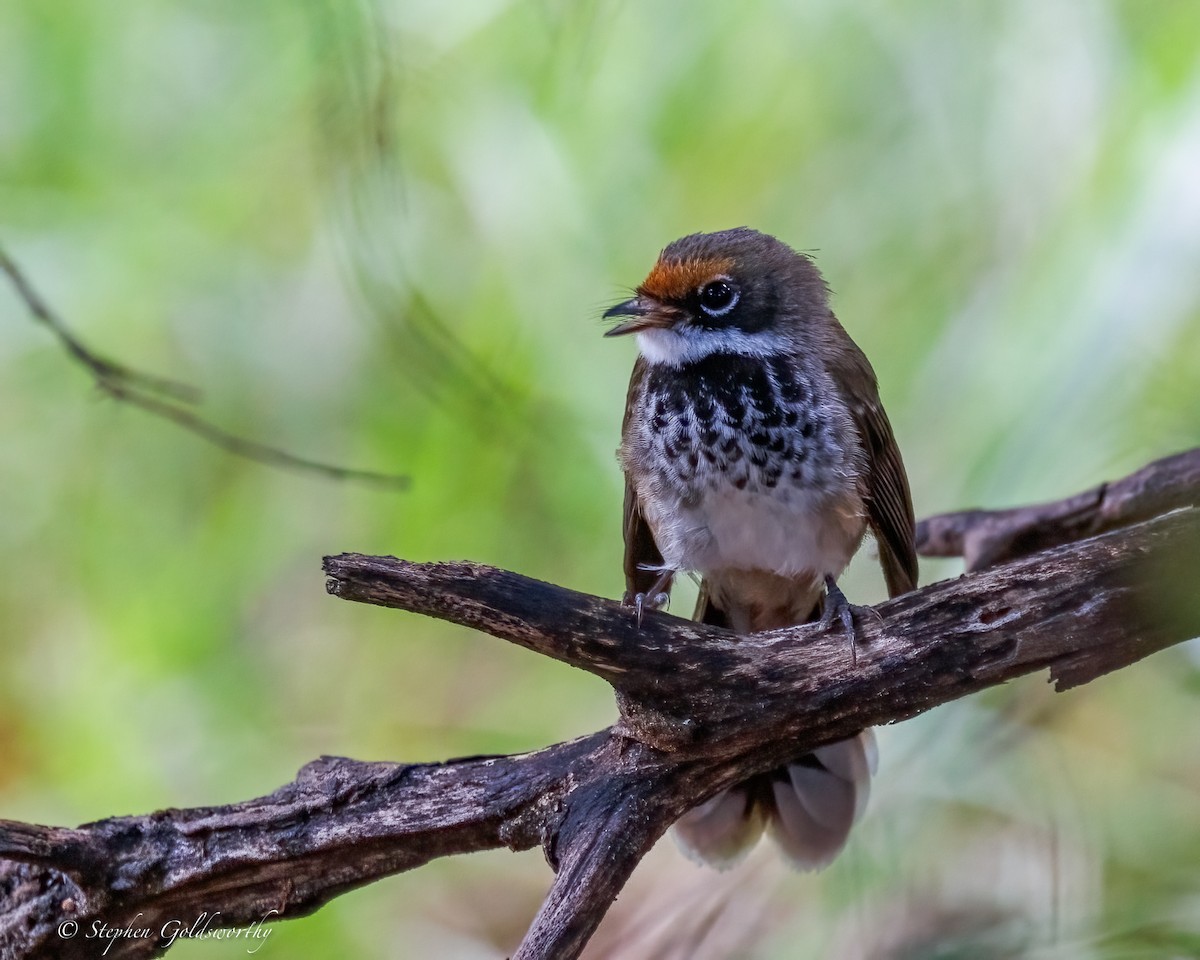 Australian Rufous Fantail - ML638578247