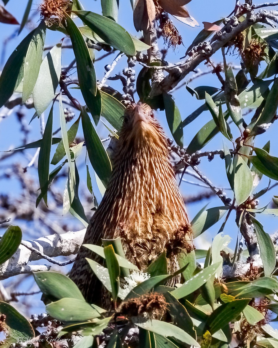 Pheasant Coucal - ML638578251