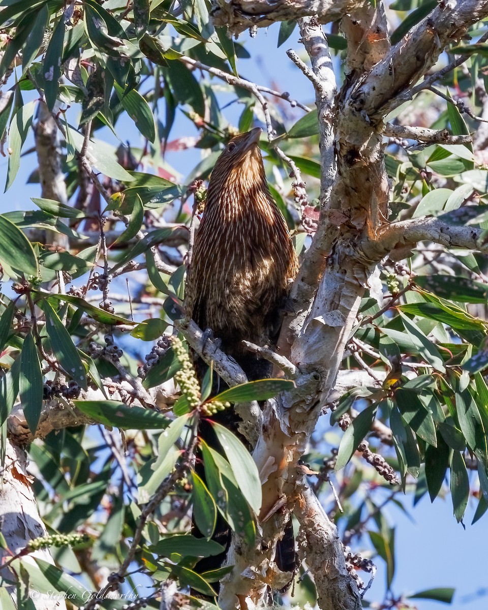 Pheasant Coucal - ML638578252