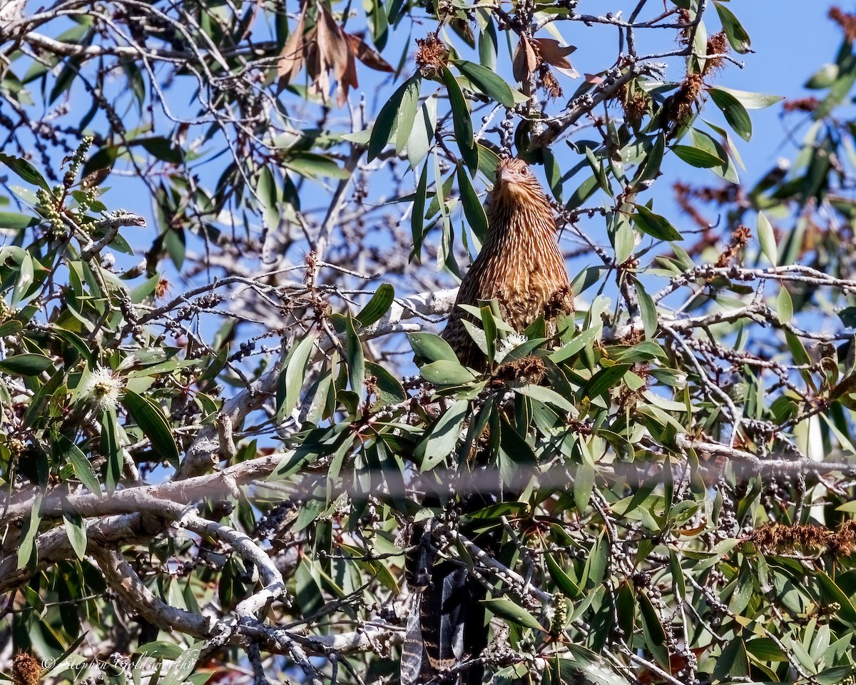 Pheasant Coucal - ML638578253