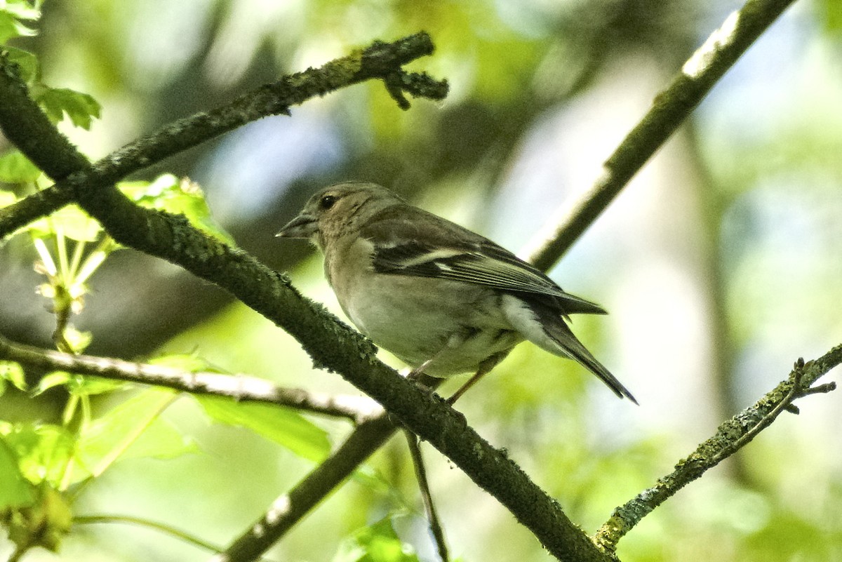 Common Chaffinch - ML638578254